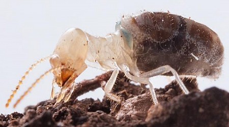 Kamikaze termites blow themselves up with 'explosive' backpacks — and scientists just figured out how