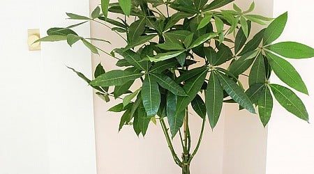 How to Grow and Care for a Money Tree