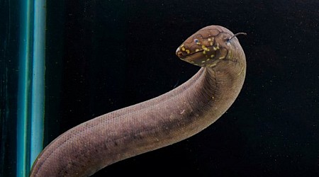 South American lungfish has largest genome of any animal