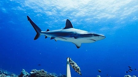 En vacances dans les Caraïbes, une adolescente gravement blessée après une attaque de requin