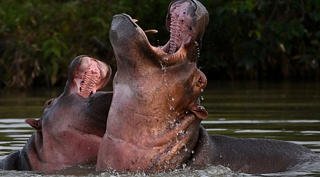 Colombian Court Orders Culling of Pablo Escobar’s Hippos