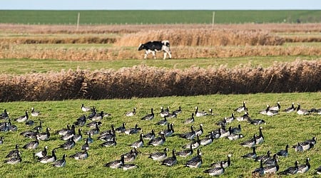 H5N1: Vogelgrippe-Fall bei Person in den USA gibt Rätsel auf