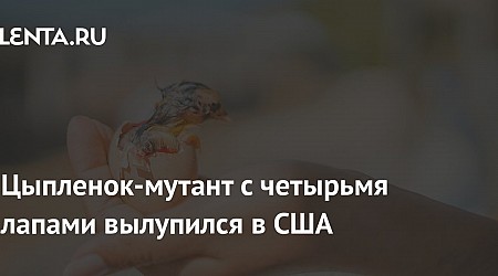 Цыпленок-мутант с четырьмя лапами вылупился в США