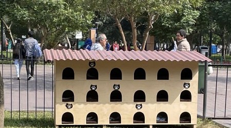 Cats of Parque Kennedy in Lima, Peru