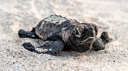 How Can Tourism Companies Help Protect Baby Turtles In Mexico?