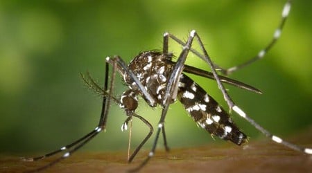 Isère. Opération de démoustication ce vendredi après le signalement d’un cas de dengue