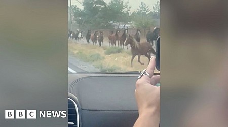 Wild horses seen escaping wildfires in Nevada