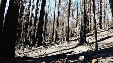 Researchers share 'remarkable' before-and-after photos of iconic forest regrowth following devastating wildfires: 'I almost didn't recognize it'