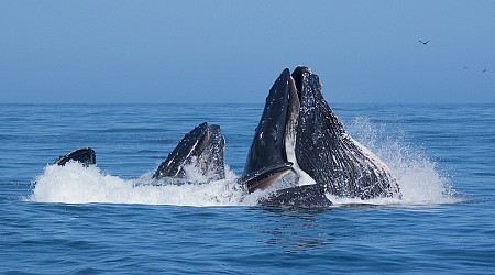 Humpback Whales’ Bubble Nets Are Way More Complicated Than You Think