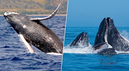 Sin manos, las ballenas jorobadas son capaces de fabricar y usar sus propias herramientas a un nivel que desconocíamos