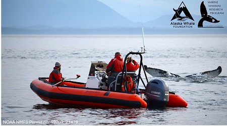 Humpbacks are among animals who manufacture and wield tools, researchers say