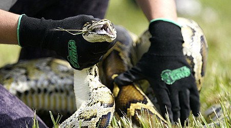 Here’s why snake hunters from across the U.S. are wading into the Florida Everglades