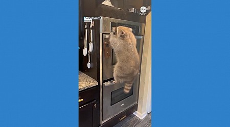 WATCH: Pet raccoon takes a tumble in the kitchen