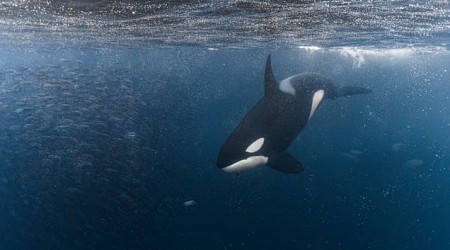 Killer Whales Use Yachts For ‘Target Practice’ As Attacks Resume