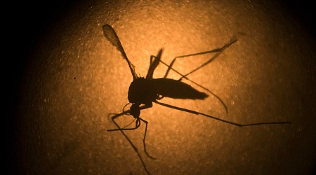 What is the deadly ‘Triple E’ mosquito virus spreading in northeastern US?