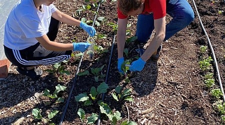 Could manure and compost act like probiotics, reducing antibiotic resistance in urban soils?