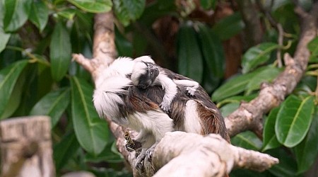 WATCH: 'Exceptionally rare' tamarin monkeys born at England zoo