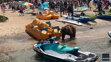 Video captures big black bear's casual stroll across crowded California beach