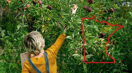 10 Commandments of Apple Picking in Minnesota