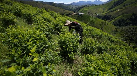 Cocaine trade in the rugged Micay Canyon threatens Colombia's peace efforts