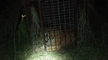 Escaped tiger captured after prompting warnings in south Texas