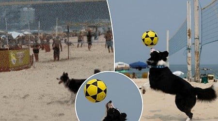 Brazil's latest sports star is a dog who mastered footvolley