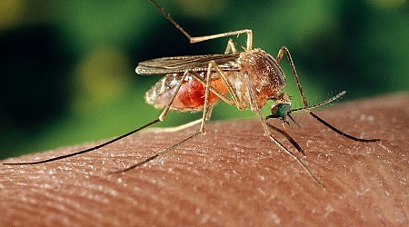 What to Know About the Rare But Deadly Mosquito-Borne Virus Concerning U.S. Towns