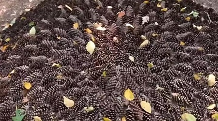 Watch: Massachusetts woman finds mysterious pinecone art in the woods