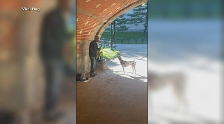 WATCH: Singing dog joins in with sax player