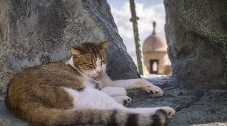 US halts plan to remove iconic stray cats from a historic area in Puerto Rico's capital