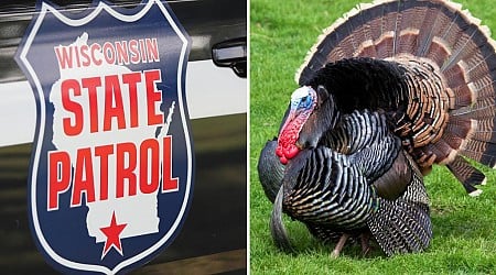 A Wisconsin State Patrol trooper fends off aggresive turkey