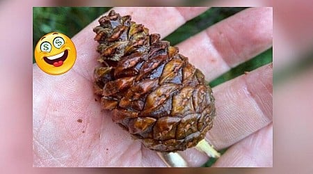 Wisconsin DNR Will Pay You Now For Red + White Pine Cones