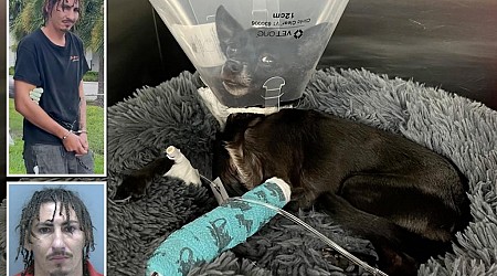 Nutjob throws his pet Chihuahua off balcony 'like a football,' photos show sad pooch in animal hospital