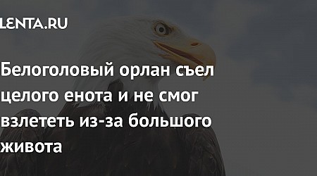 Белоголовый орлан съел целого енота и не смог взлететь из-за большого живота