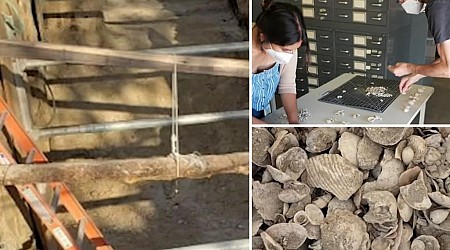 Millions of fossils recovered beneath a California school