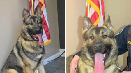 Missouri City Fires Police Officer Over Death of K9 Partner