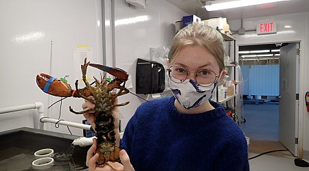 Study offers hope for the resilience of the American lobster fishery