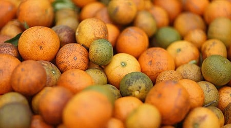 Plant disease could spell apocalypse for citrus fruits