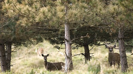 More deer may be seen during upcoming hunting season