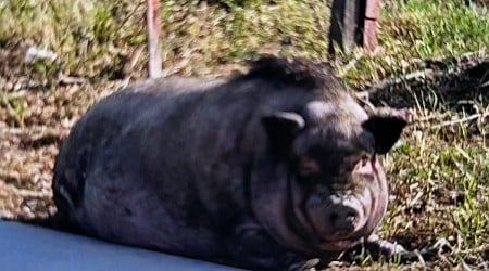 Loose pig found wandering in Wisconsin city