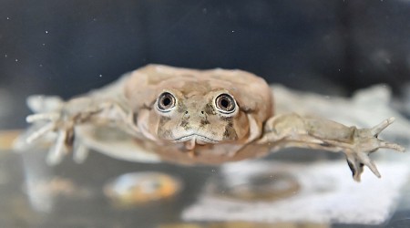 Peru seizes box of frogs used as 'the viagra of the incas'. Suspects expected to get a stiff sentence [Strange]