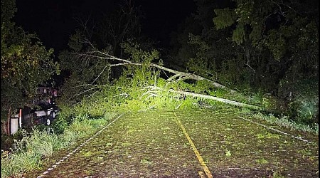 Trees drop across Livingston Parish roads, homes