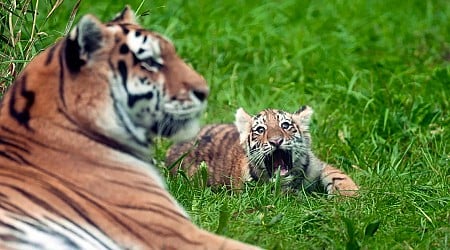 Pair of rare Amur tiger cubs debuting at Minnesota Zoo are raising hopes for the endangered species