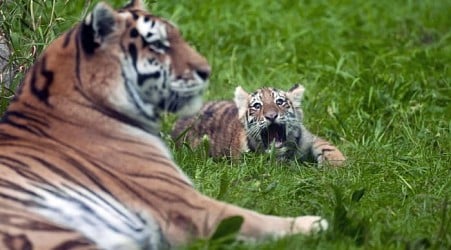 Pair of rare Amur tiger cubs debuting at Minnesota Zoo are raising hopes for the endangered species