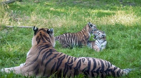 Pair of rare Amur tiger cubs debuting at Minnesota Zoo are raising hopes for the endangered species