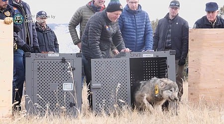 Wolf found dead in Grand County is third reintroduced wolf to die in Colorado