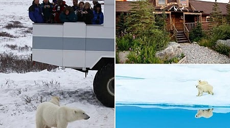 Why polar bear safaris are booming across northern Canada