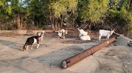 Mystery goats rounded up after weeks on the loose in Mo.