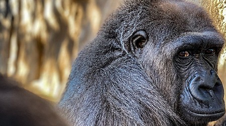 Fourth ape dies from infection at Jacksonville Zoo