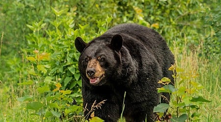 Minnesota Bear Harvest Numbers Are Big So Far